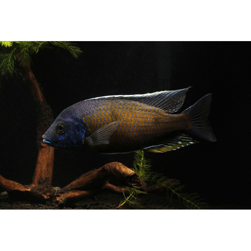 Quad Male Show Cichlid