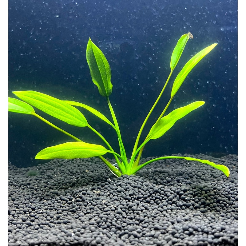 Radicans Plant