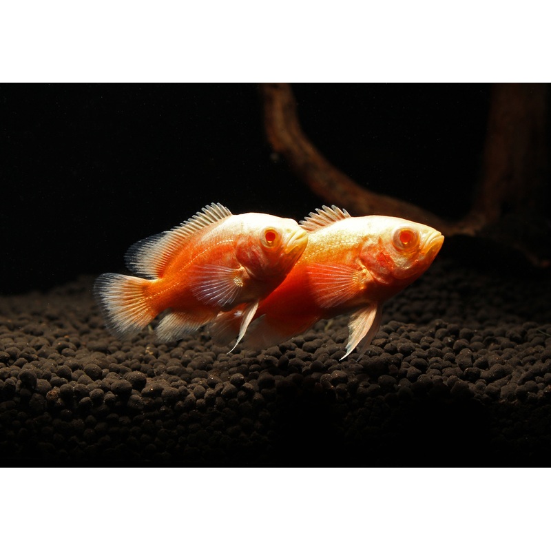 Red Chili Oscar Cichlid