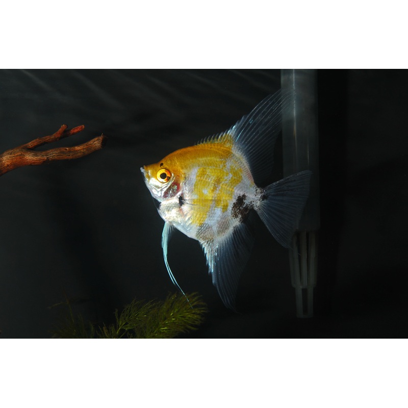 Red Devil Angelfish (Pterophyllum scalare)