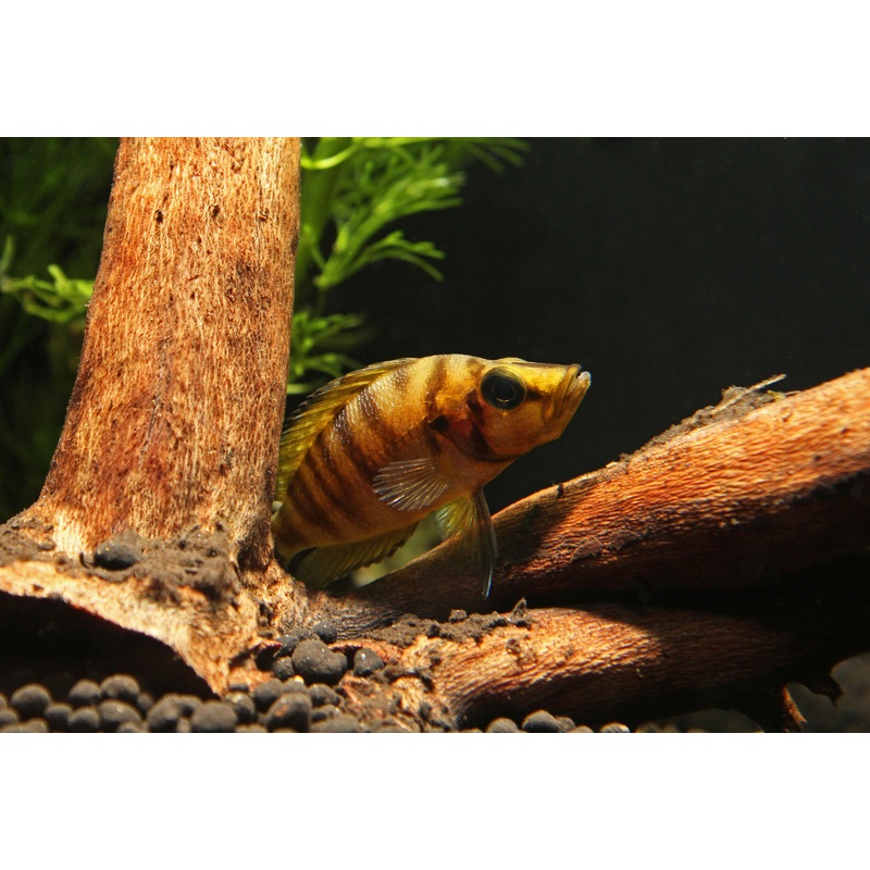 Red Fin Compressicep Cichlid
