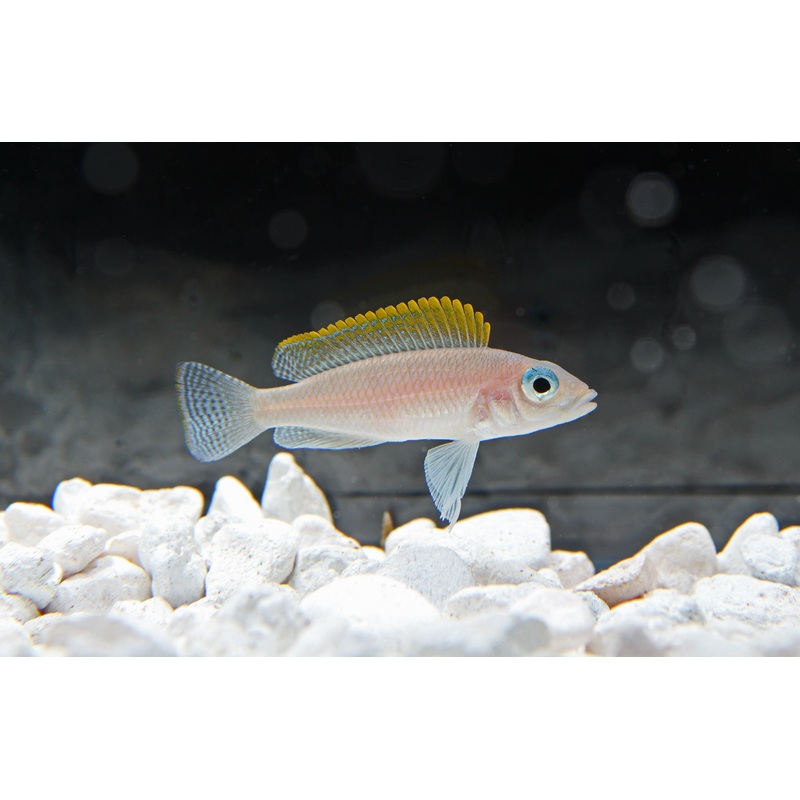 Redfin Caudopunctatus Cichlid
