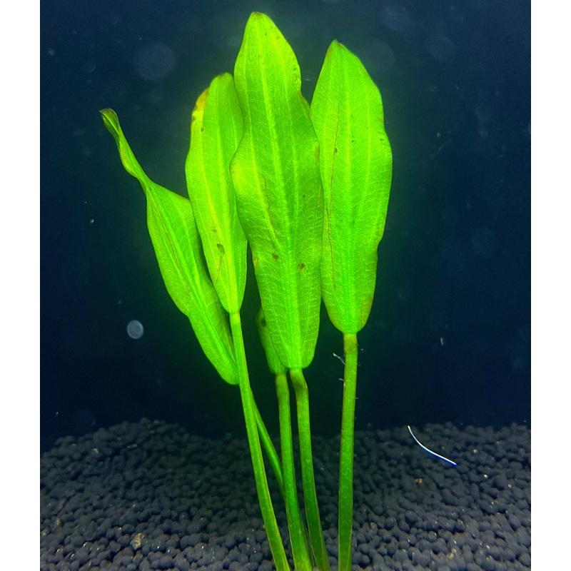 Ruffle Sword Plant