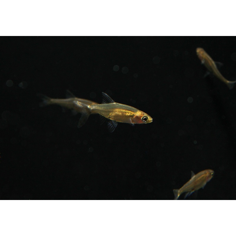 Rummynose Rasbora
