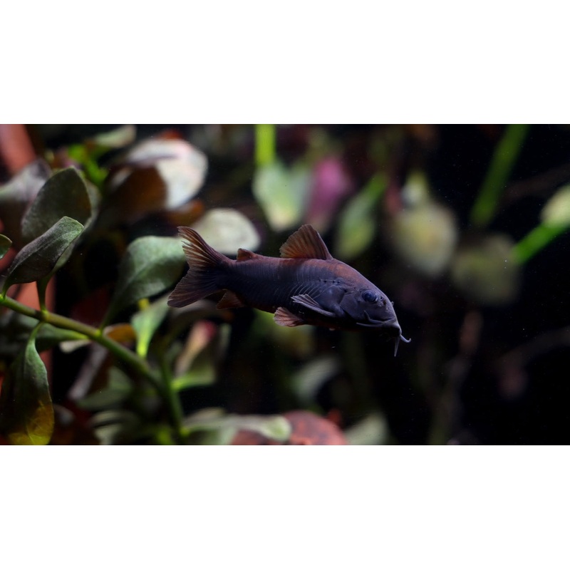 Schultzei Black Corydoras Catfish