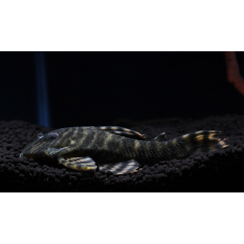 Tankei Tiger Plecostomus L398
