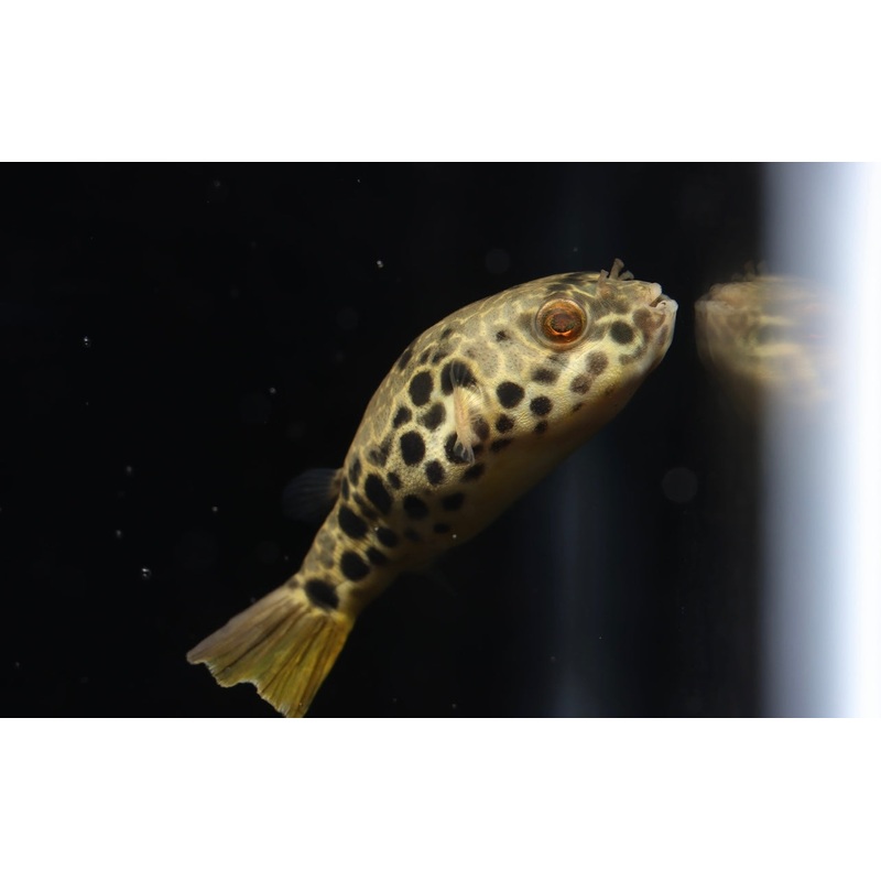 Tetraodon Schoutedeni Puffer Fish