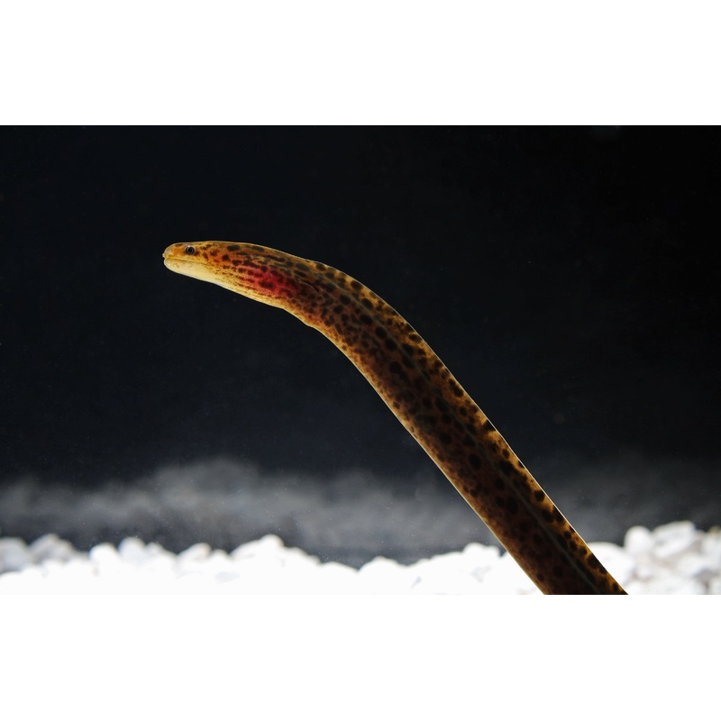 Tiger Moray Eel