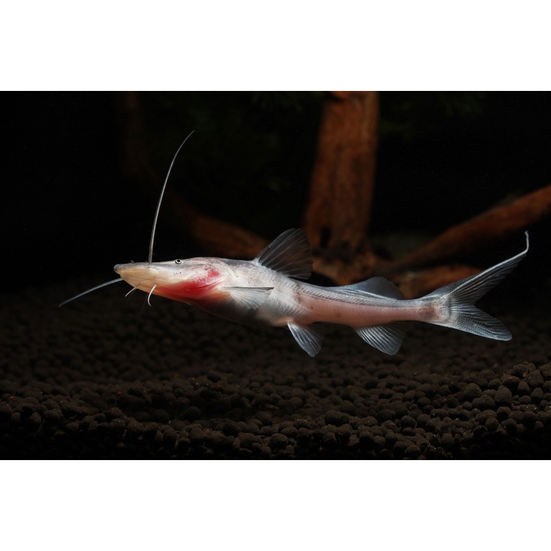Tigrinus Catfish
