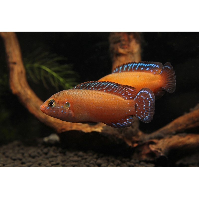 Turkana Jewel Cichlid