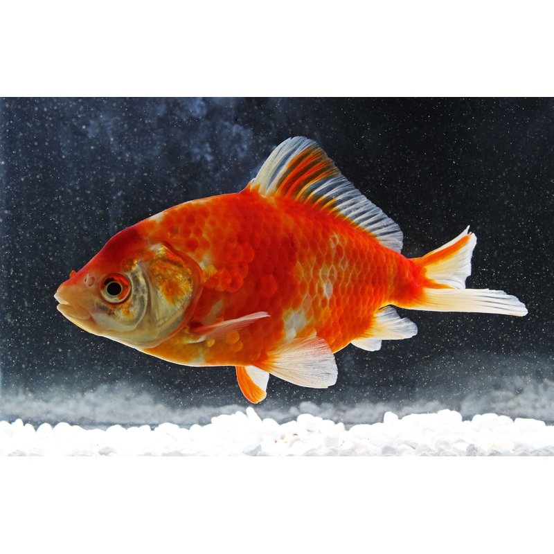 Wakin Goldfish Jumbo