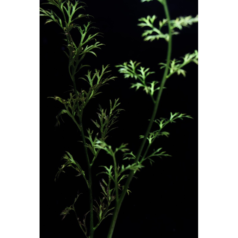 Water Sprite Indian Fern