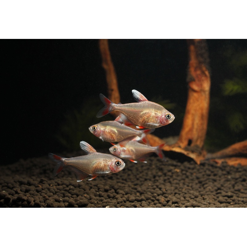 White Fin Tetra (hy511)