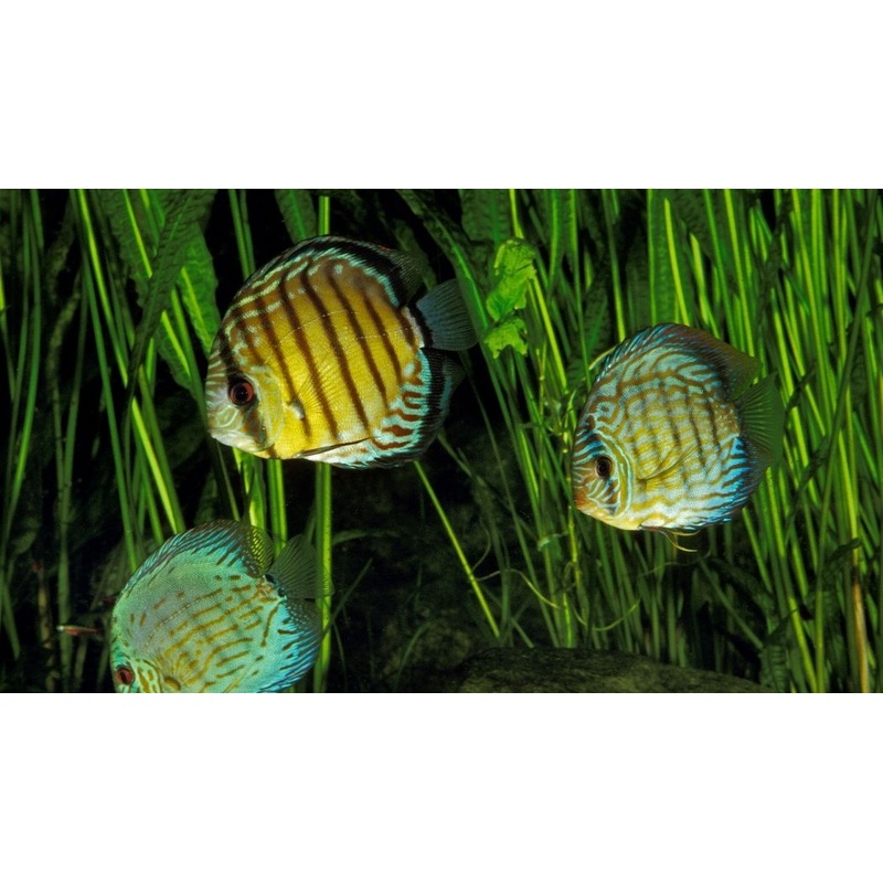 Wild Discus