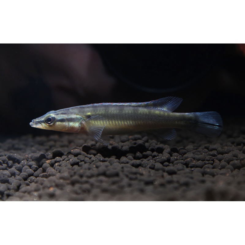 Zebra Pike Juvenile 2"