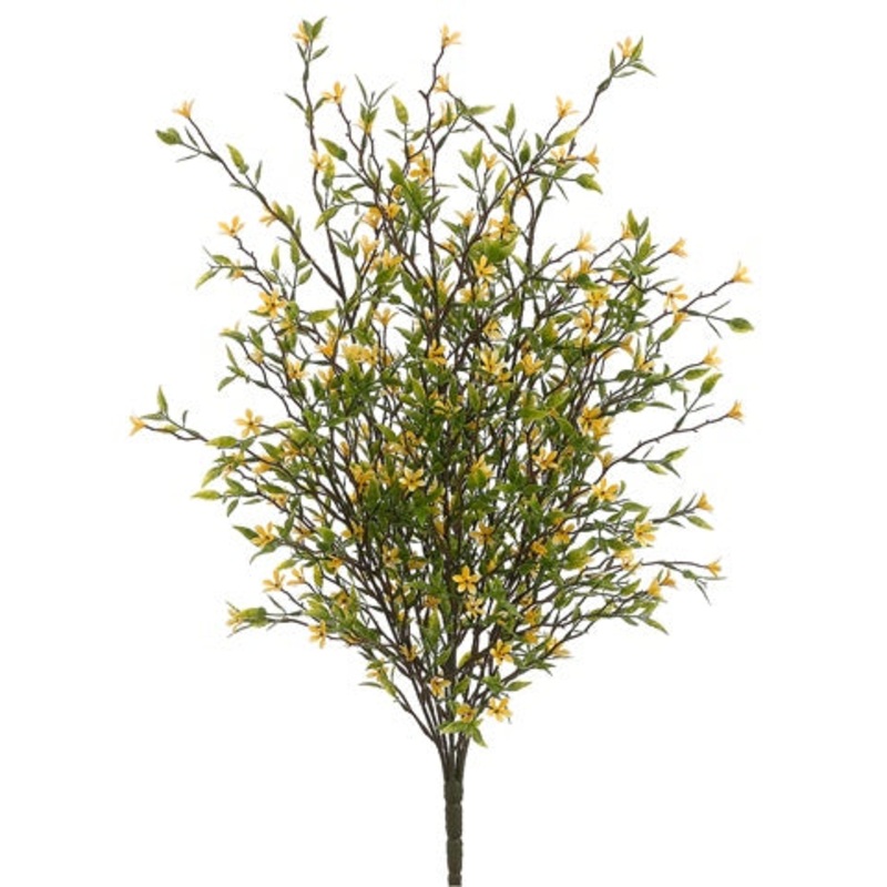 20" Wild Starflower Bush Yellow