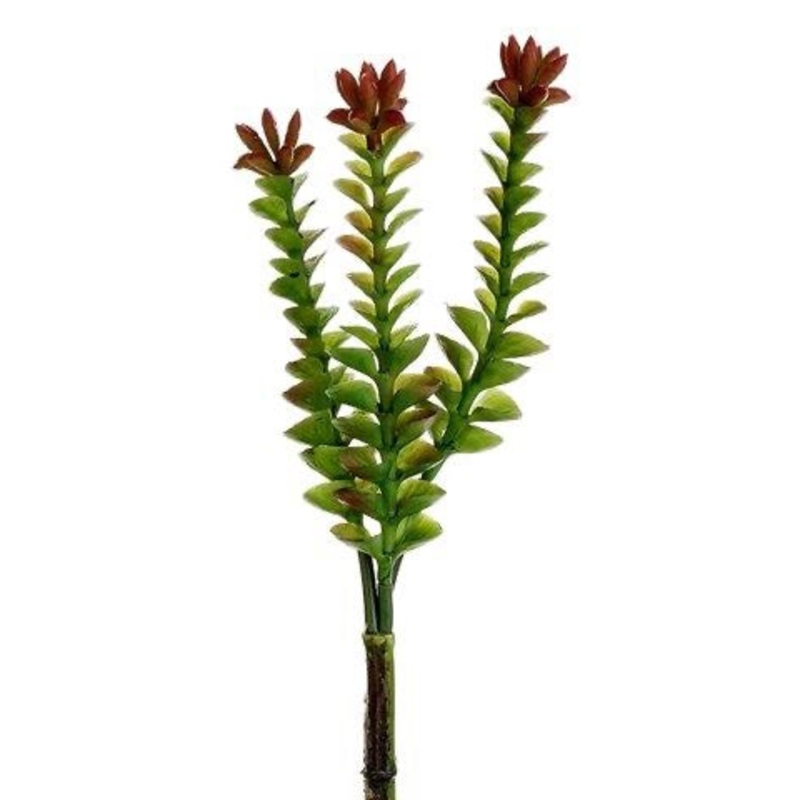 8" Crassula Pick Green Burgundy