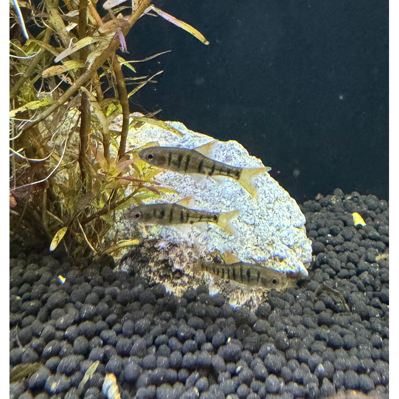 African Banded Barb