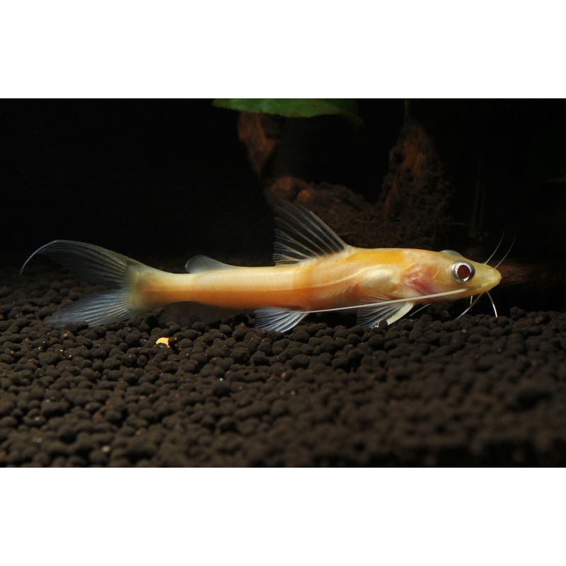 Albino Mystus Catfish