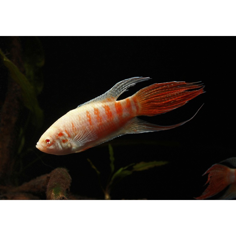Albino Paradise Gourami