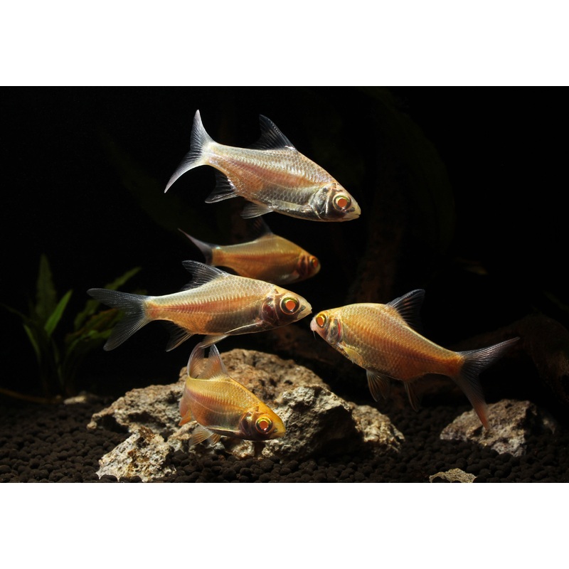 Albino Tinfoil Barb