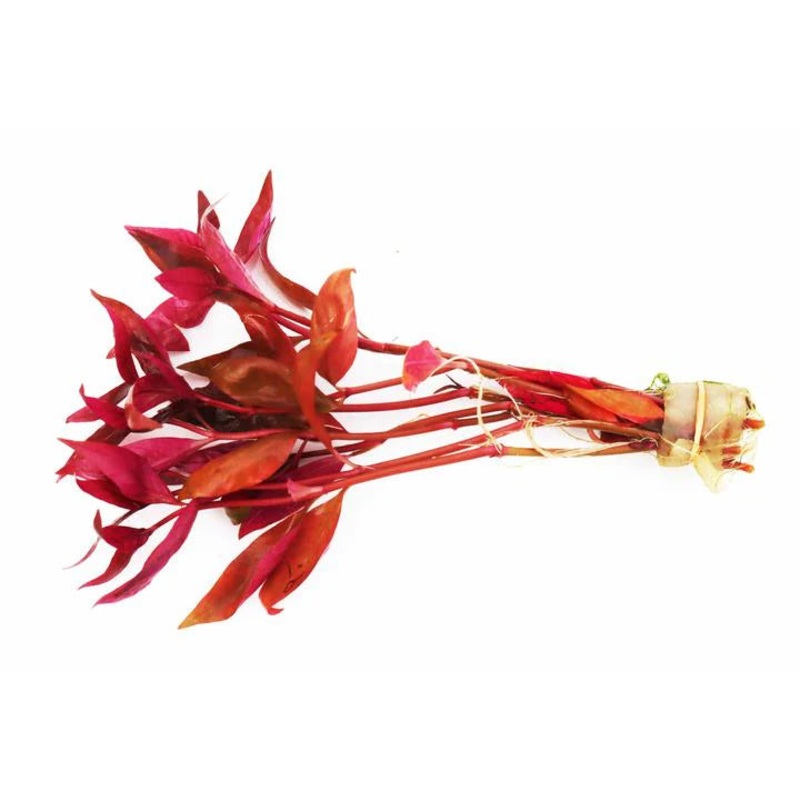 Alternanthera Reineckii "Regular" Premium