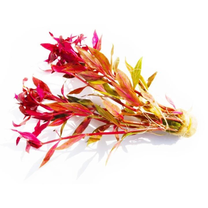 Alternanthera Reineckii "Variegated" Premium
