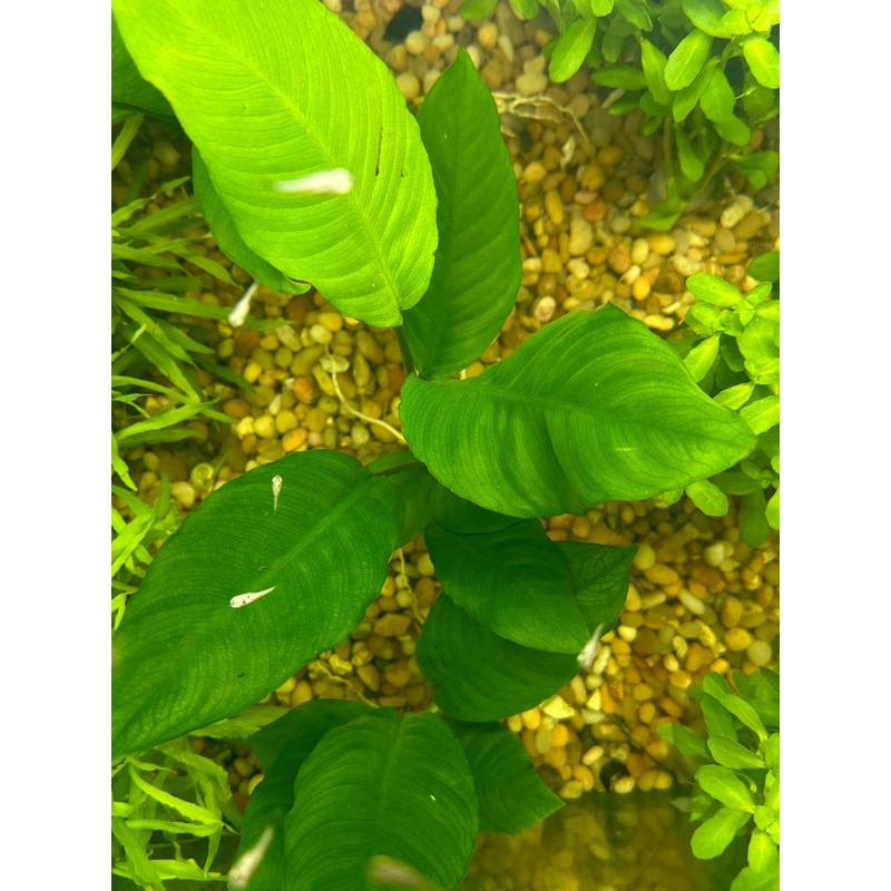 Anubias Heterophylla Plant