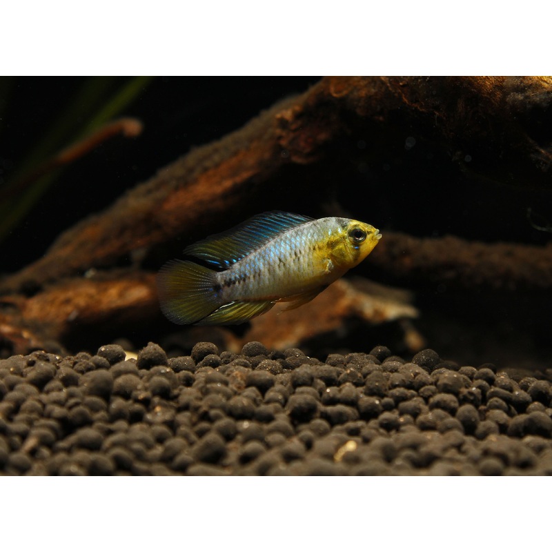 Apistogramma borellii "Blue"
