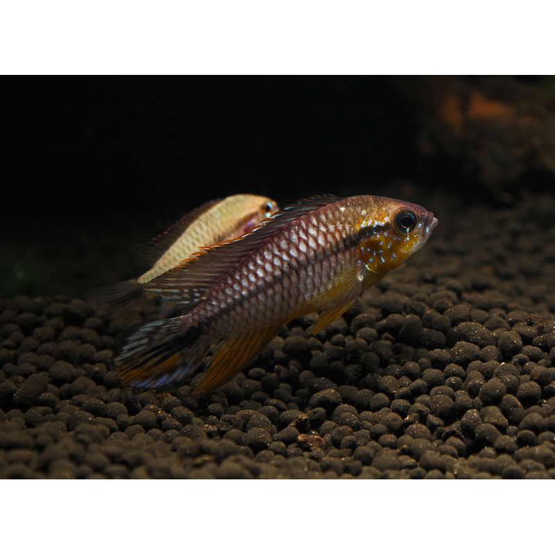 Apistogramma cf. Agassizii Netz "Tefe Blue Pearl"