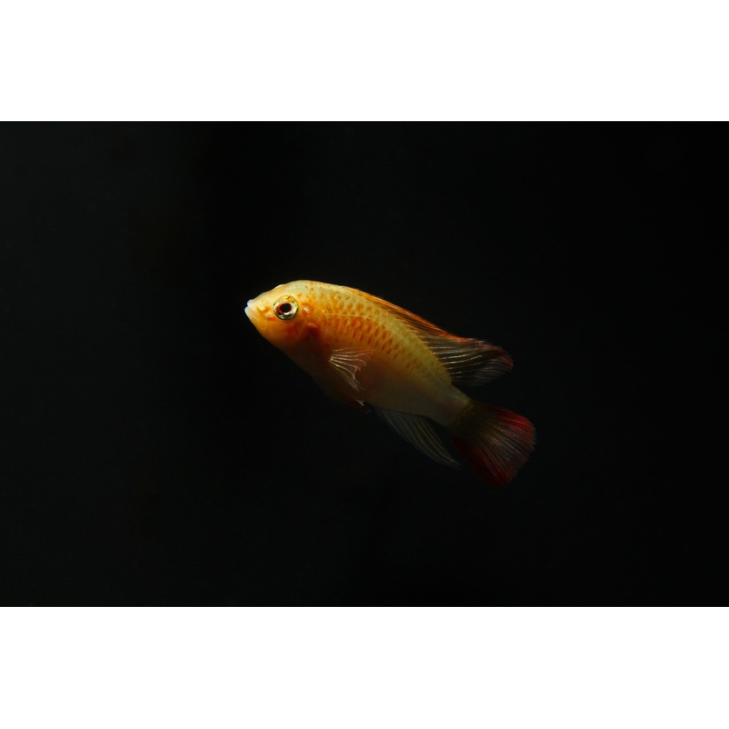 Apistogramma Macmasteri "Red Neck" Gold Form