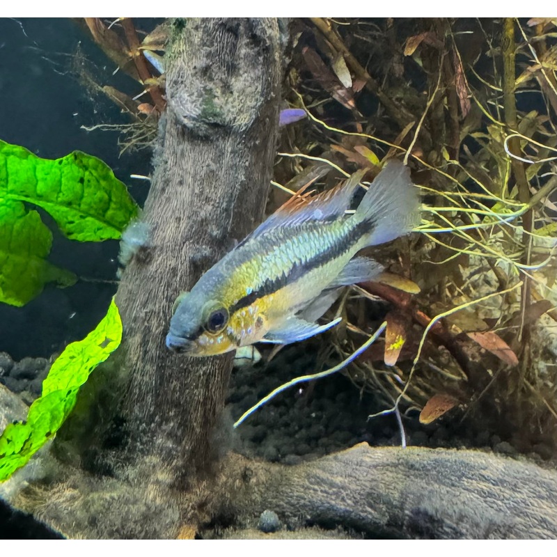 Apistogramma Three Stripe