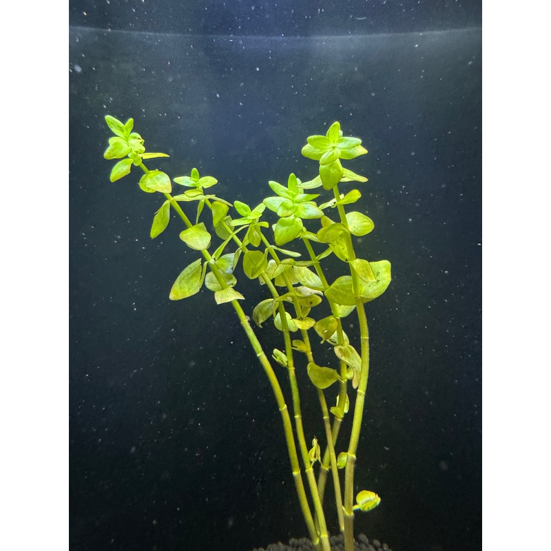 Bacopa Caroliniana "Yellow Flame"