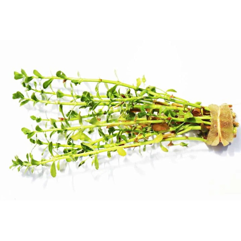 Bacopa Monnieri