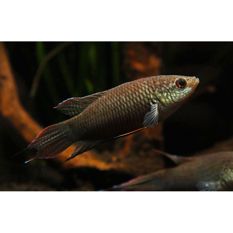 Black Paradise Gourami
