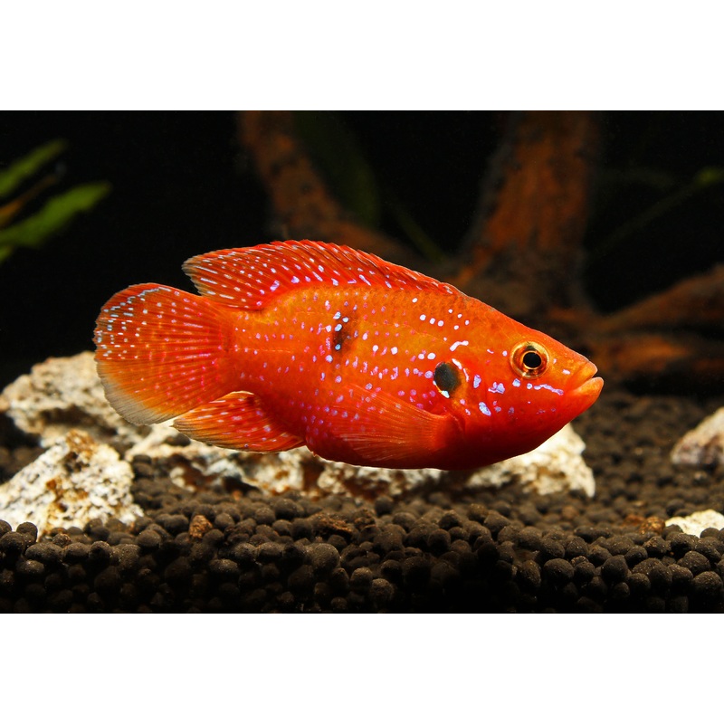 Blood Red Balloon Jewel Cichlid