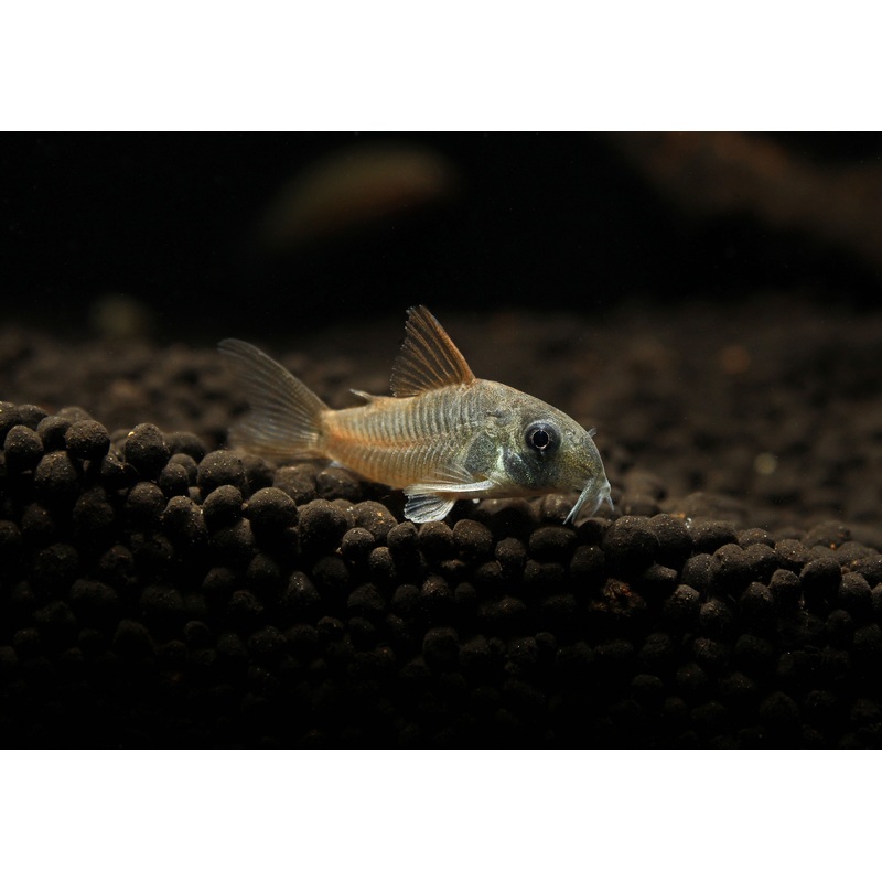 Blue Cory Catfish