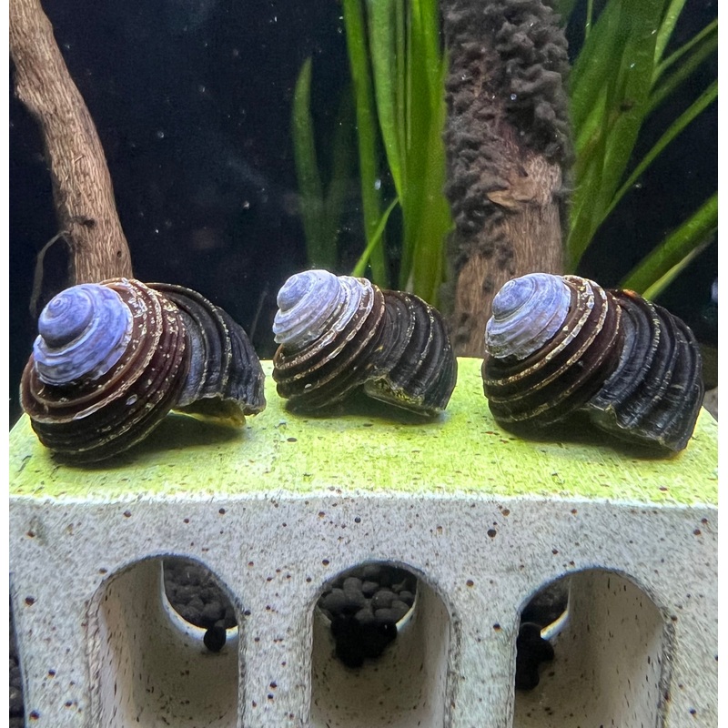 Blue Freshwater Turbo Snails