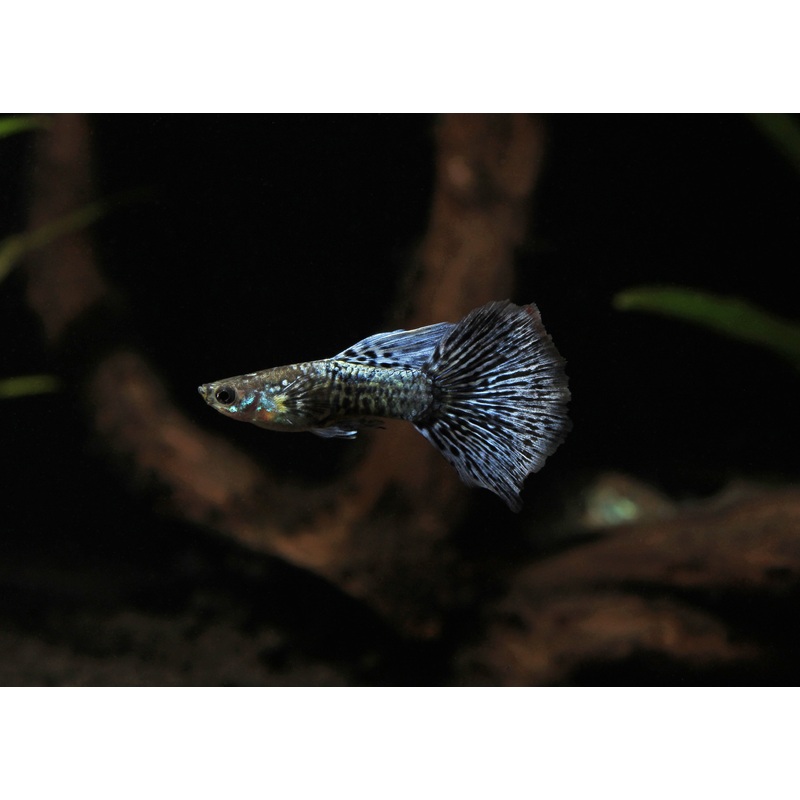 Blue Metal Dragon Guppy