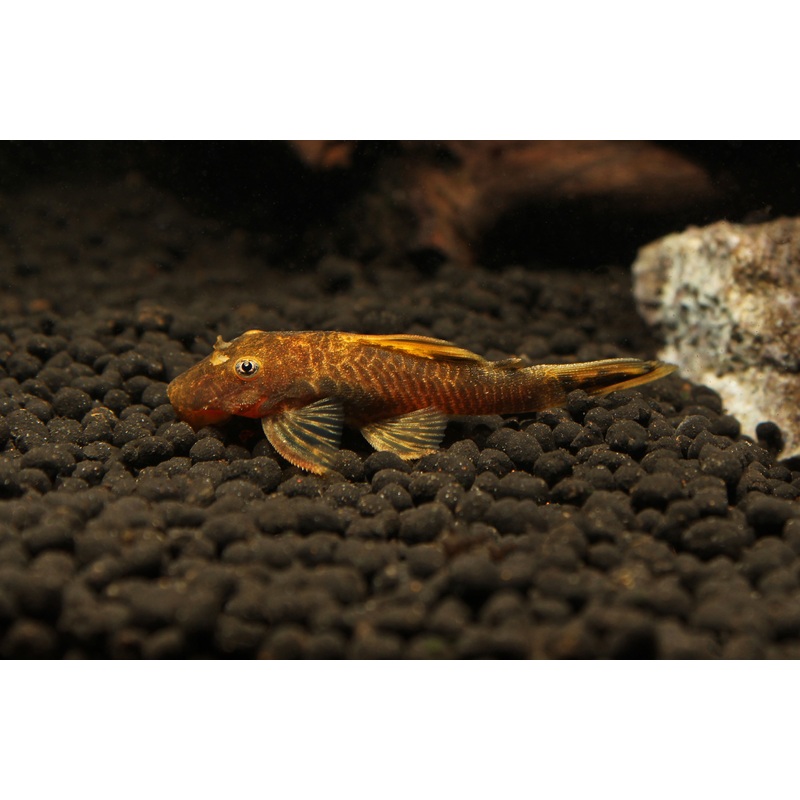 Calico Ancistrus