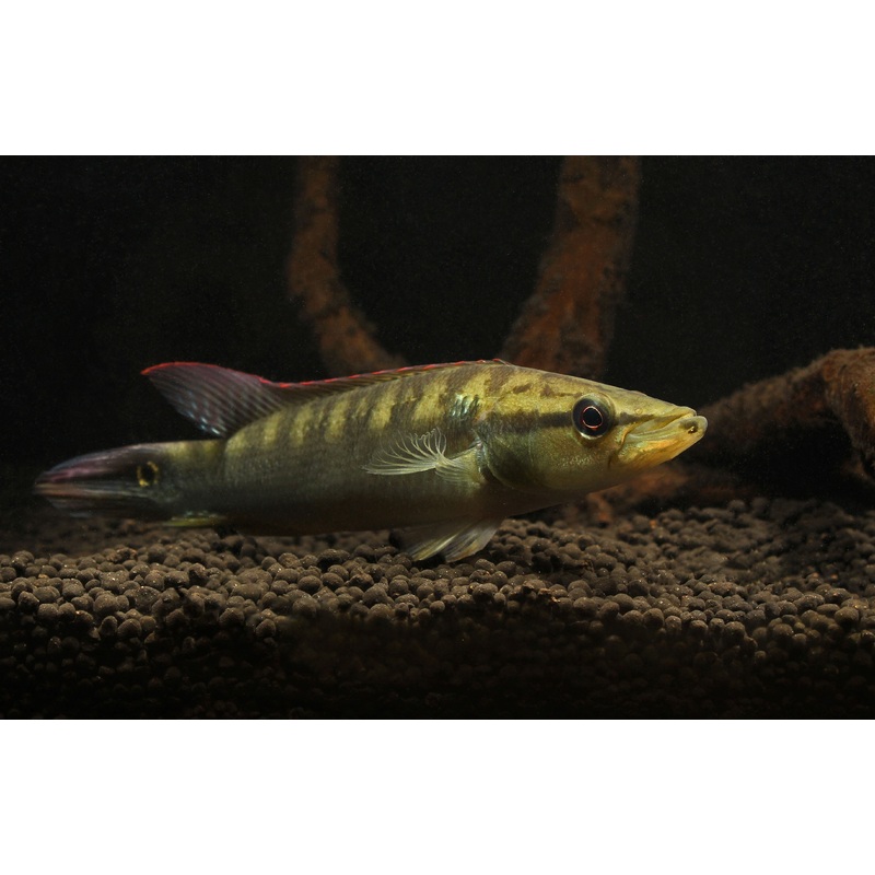 Colombia Pike Cichlid