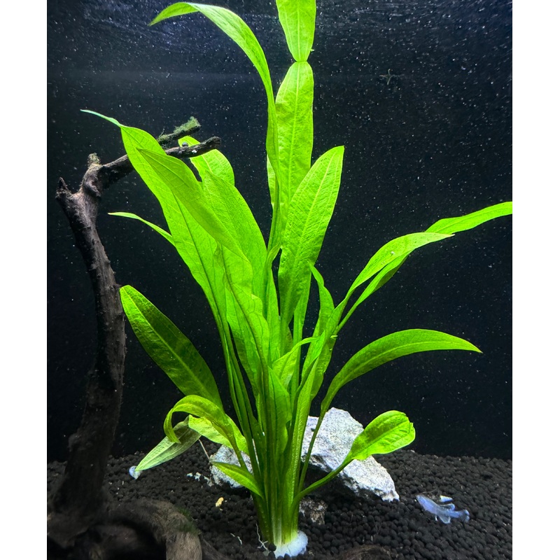 Echinoderms Peruensis Plant