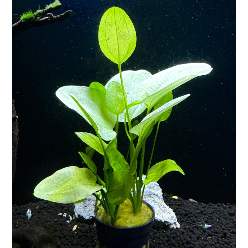 Echinodorus Yellow Sun