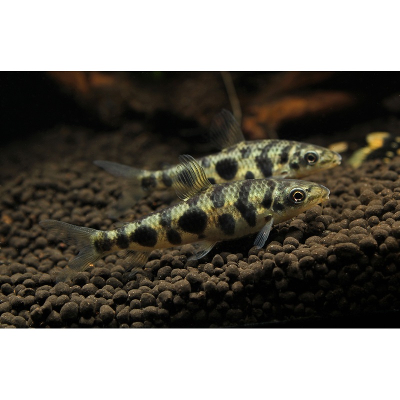 Eight Spotted Leporinus