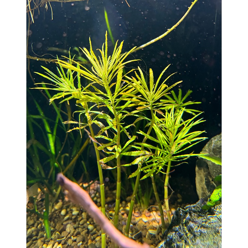 Eusteralis Stellata Premium