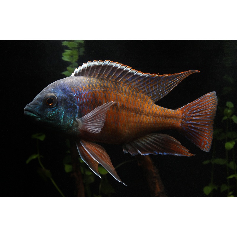 Fire Hap Cichlid  Male Large