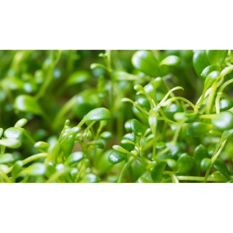 Glossostigma