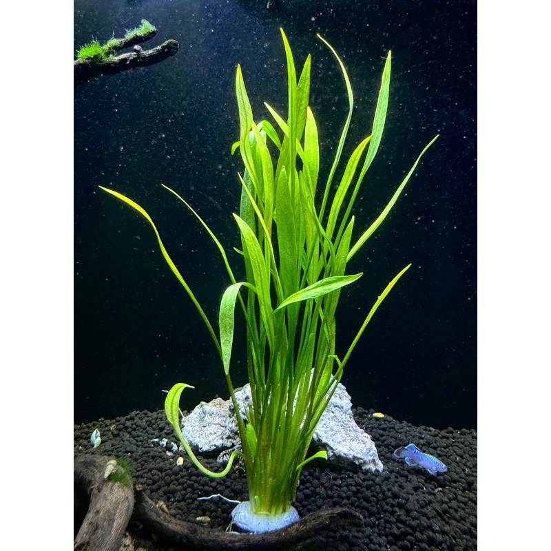 Helanthium Xingu (Angustifolius)