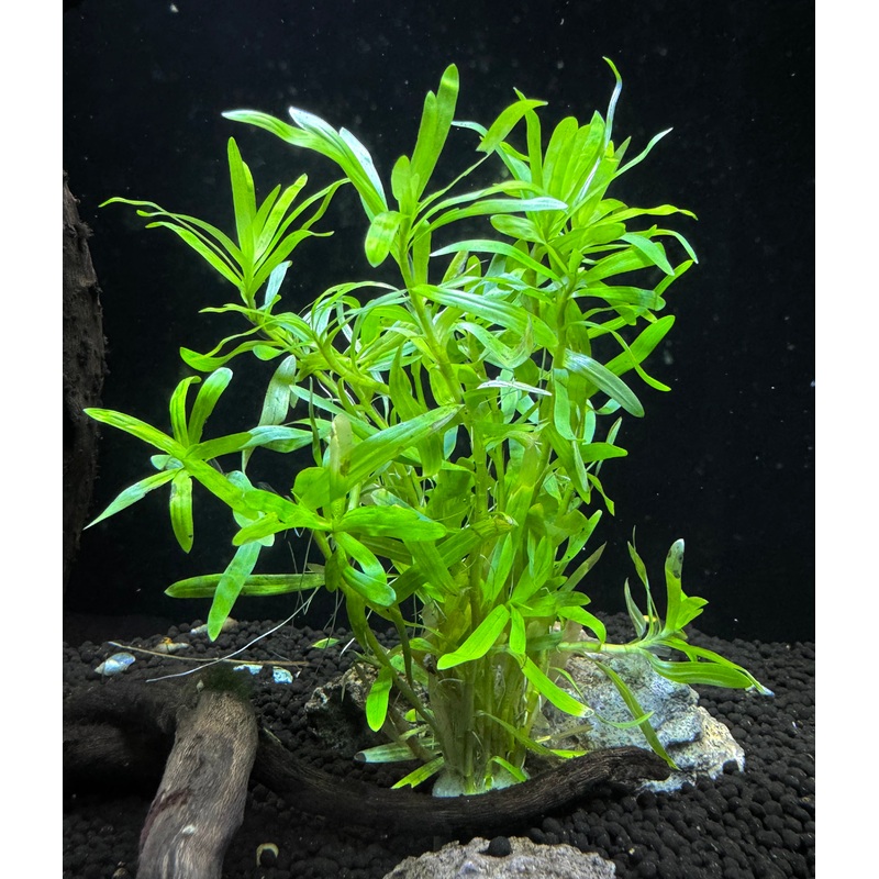 Heteranthera Zosterifolia
