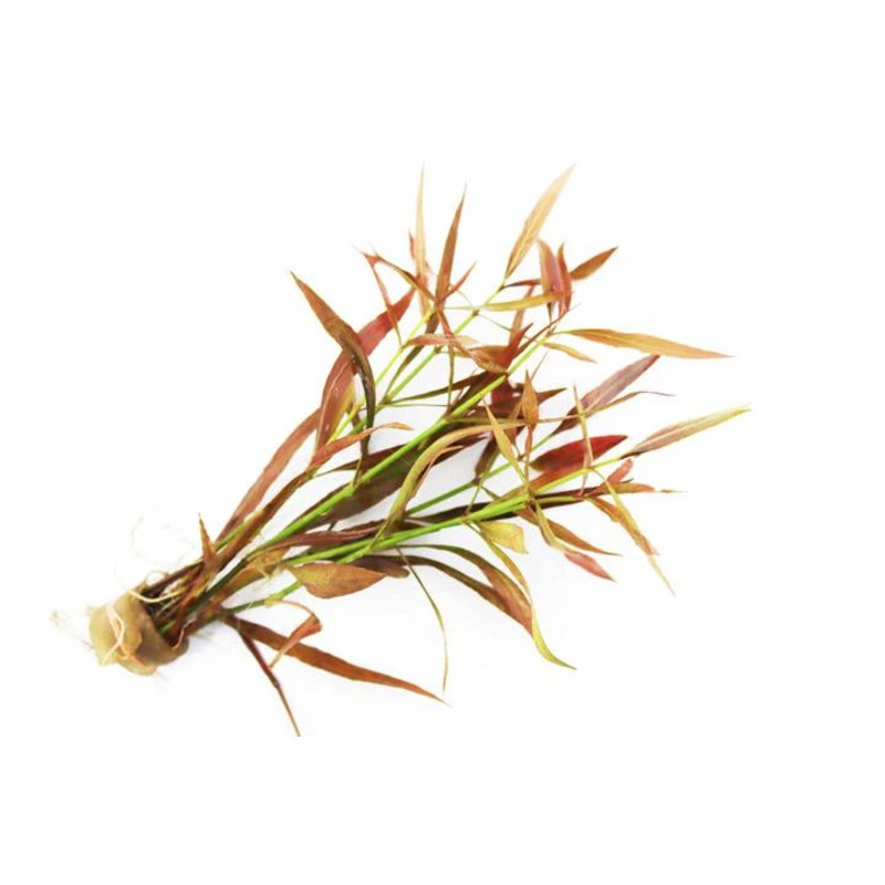 Hygrophila Cordata "Red" Premium